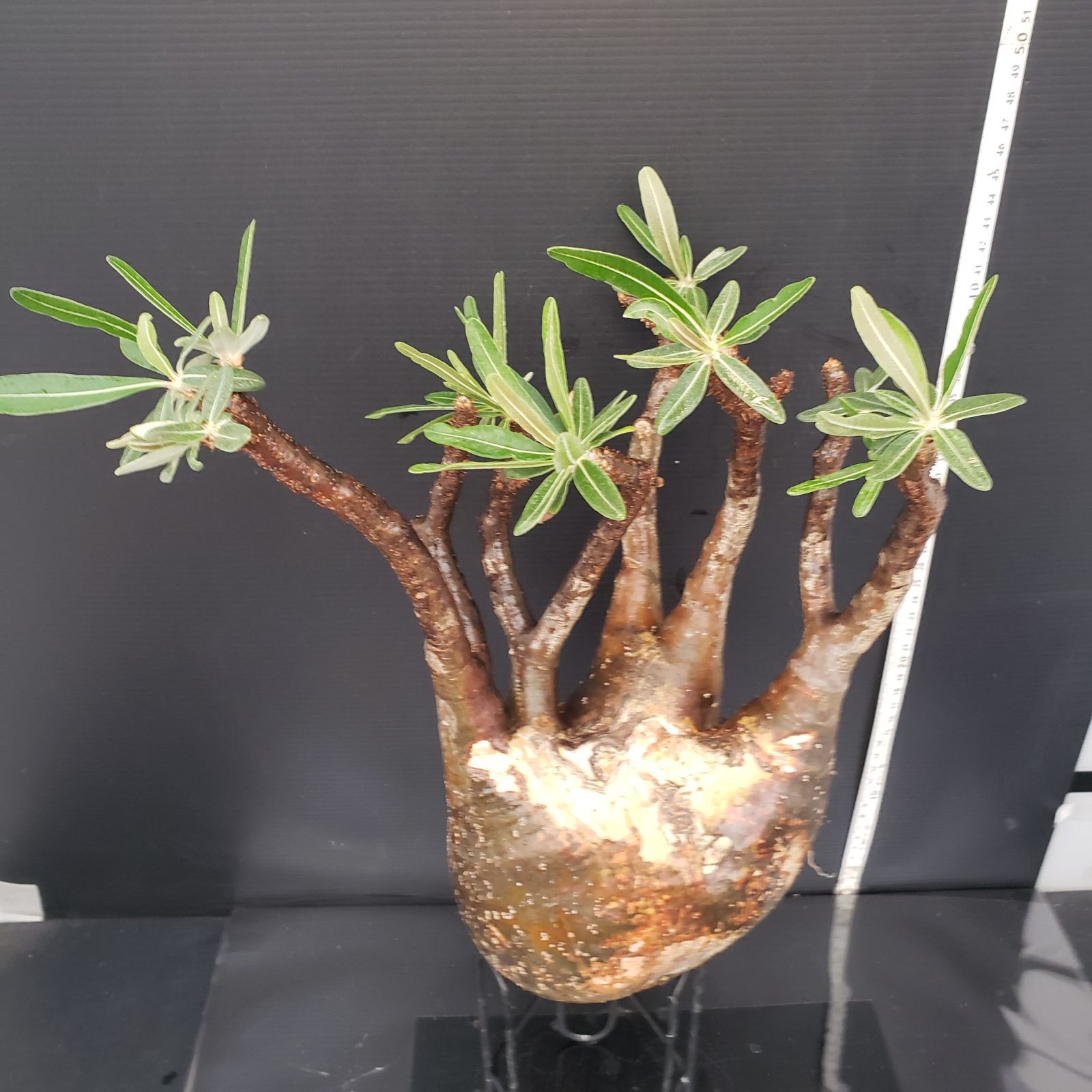 P293【自社養生・発根株】Pachypodium グラキリス(L)(現地球 P293【自社養生・発根株】Pachypodium グラキリス(L)(現地球