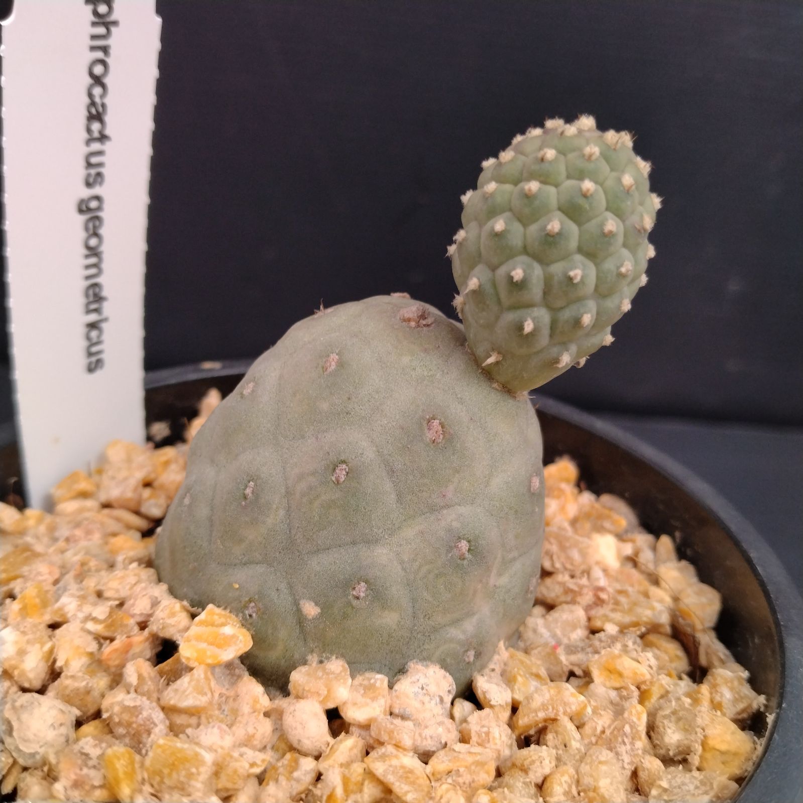 BOTANIZE限定鉢付き】テフロカクタス・ゲオメトリクス ミッキー