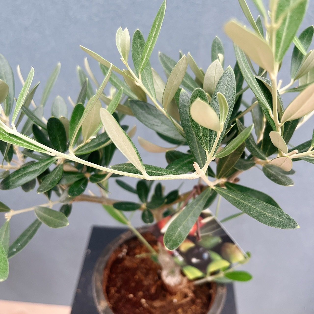 現品］♡かわいい♡ 9番 創樹 オリーブ ミッション 4号 観葉植物 小型