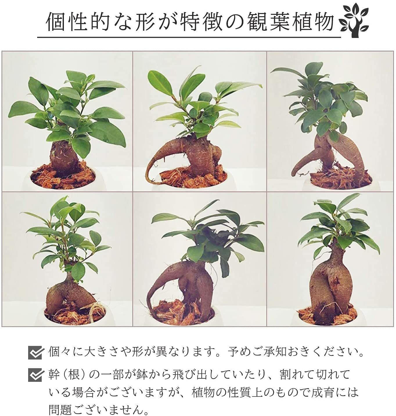 ガジュマルの木 観葉植物