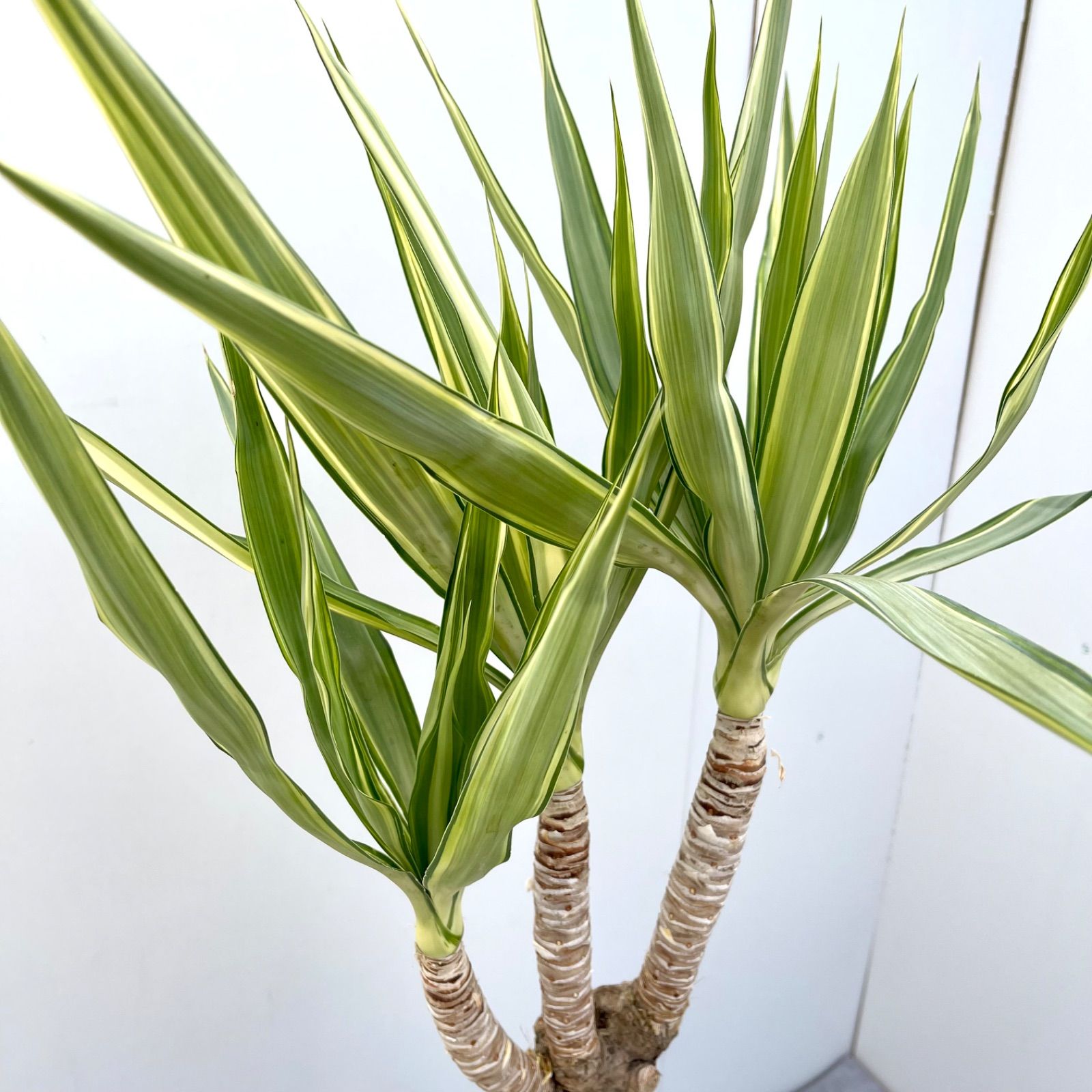 現品］【希少】ユッカエレファンティペス斑入り8号観葉植物大型室内
