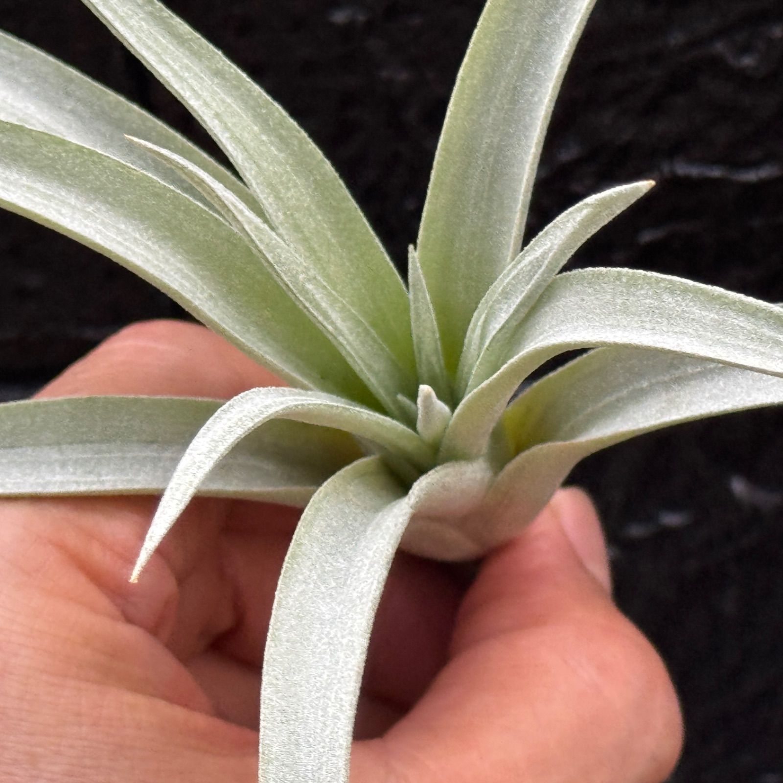 チランジア ハリシー×(キセログラフィカ×ブラキカウロス) Tillandsia