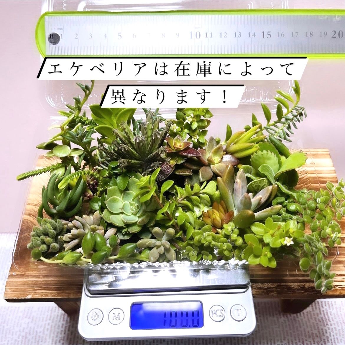 多肉植物カット苗〜100グラム色々セット パック売り - メルカリ