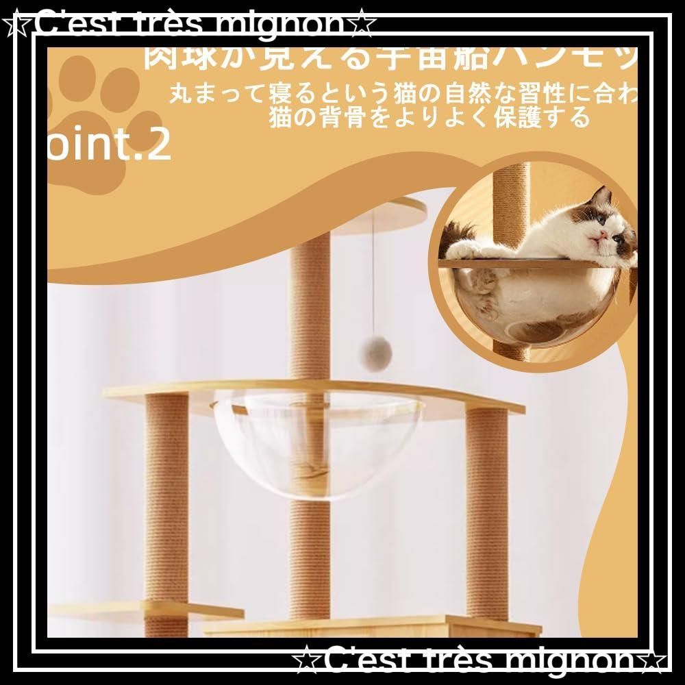子猫