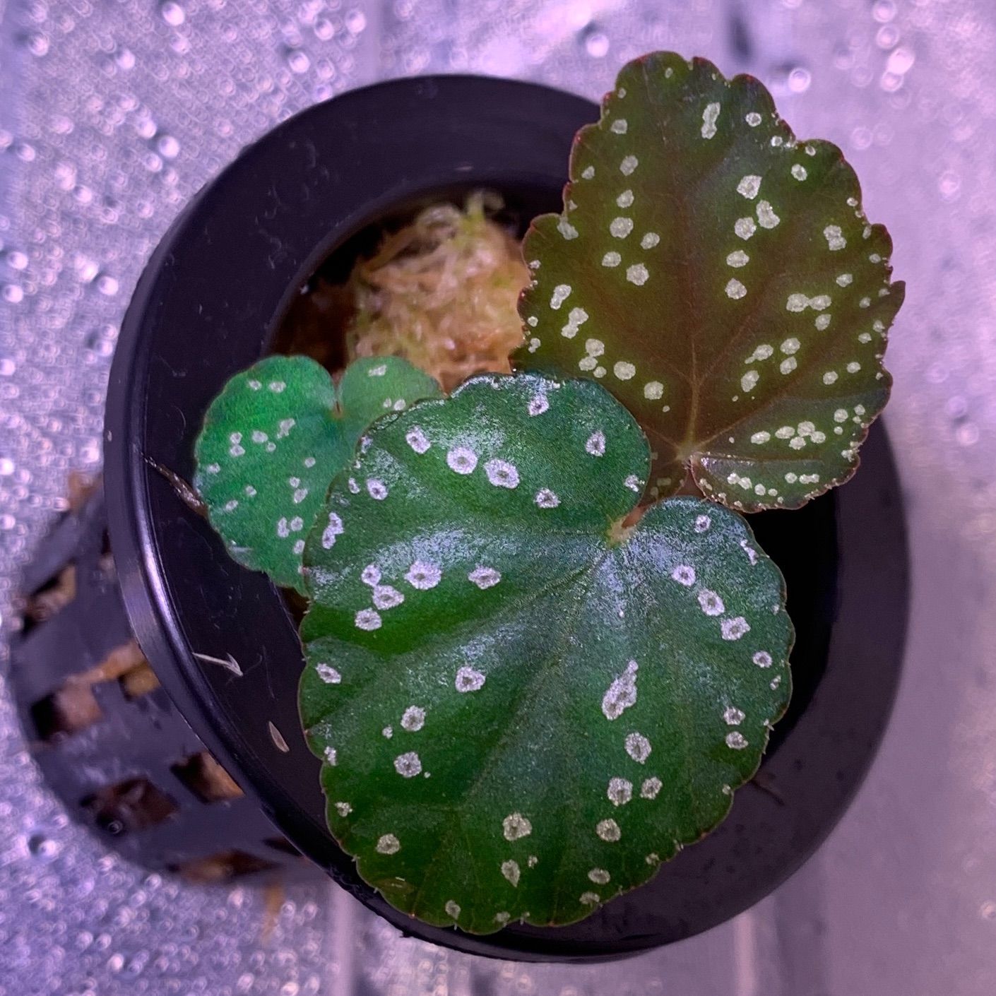 原種ベゴニア】Begonia phoeniogramma Ⅰ - メルカリ