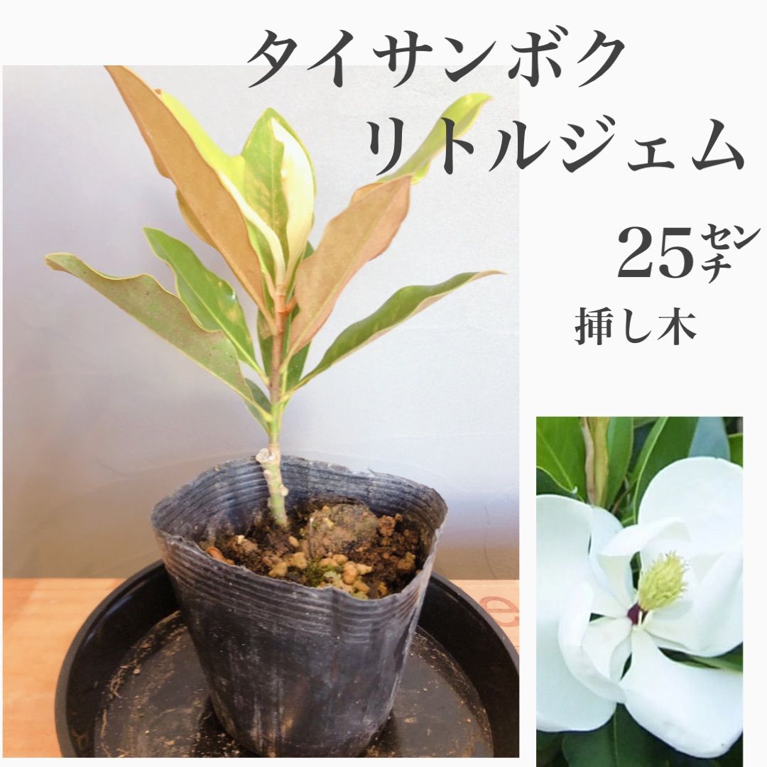 大苗 リトルジェム マグノリア 苗 タイサンボク 泰山木 シンボルツリー 