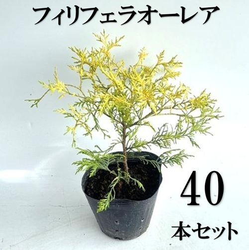 40本セット フィリフェラオー 樹高0.2m前後15cmポット
