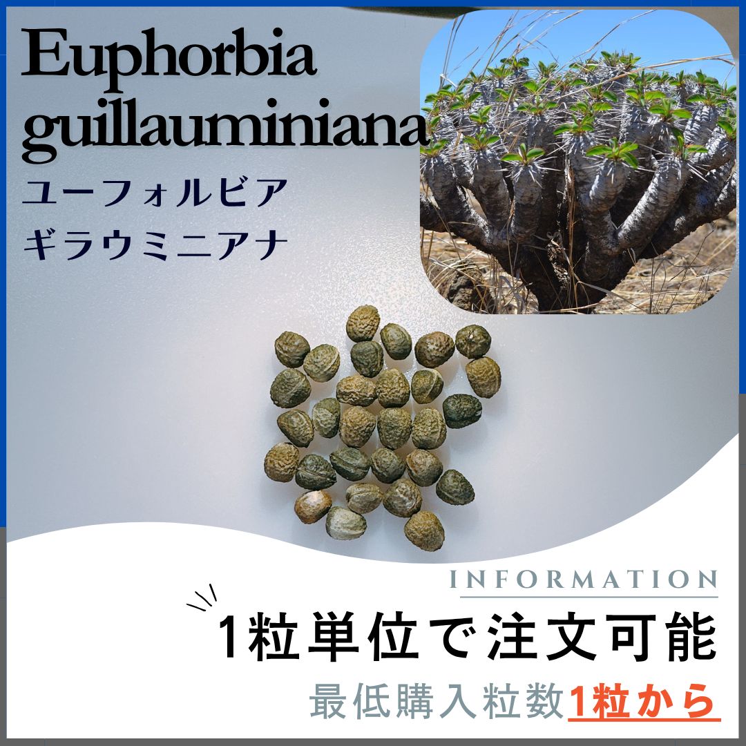 ギラウミニアナ種子 種子】ユーフォルビア ギラウミニアナ /セット割あり 数量1粒