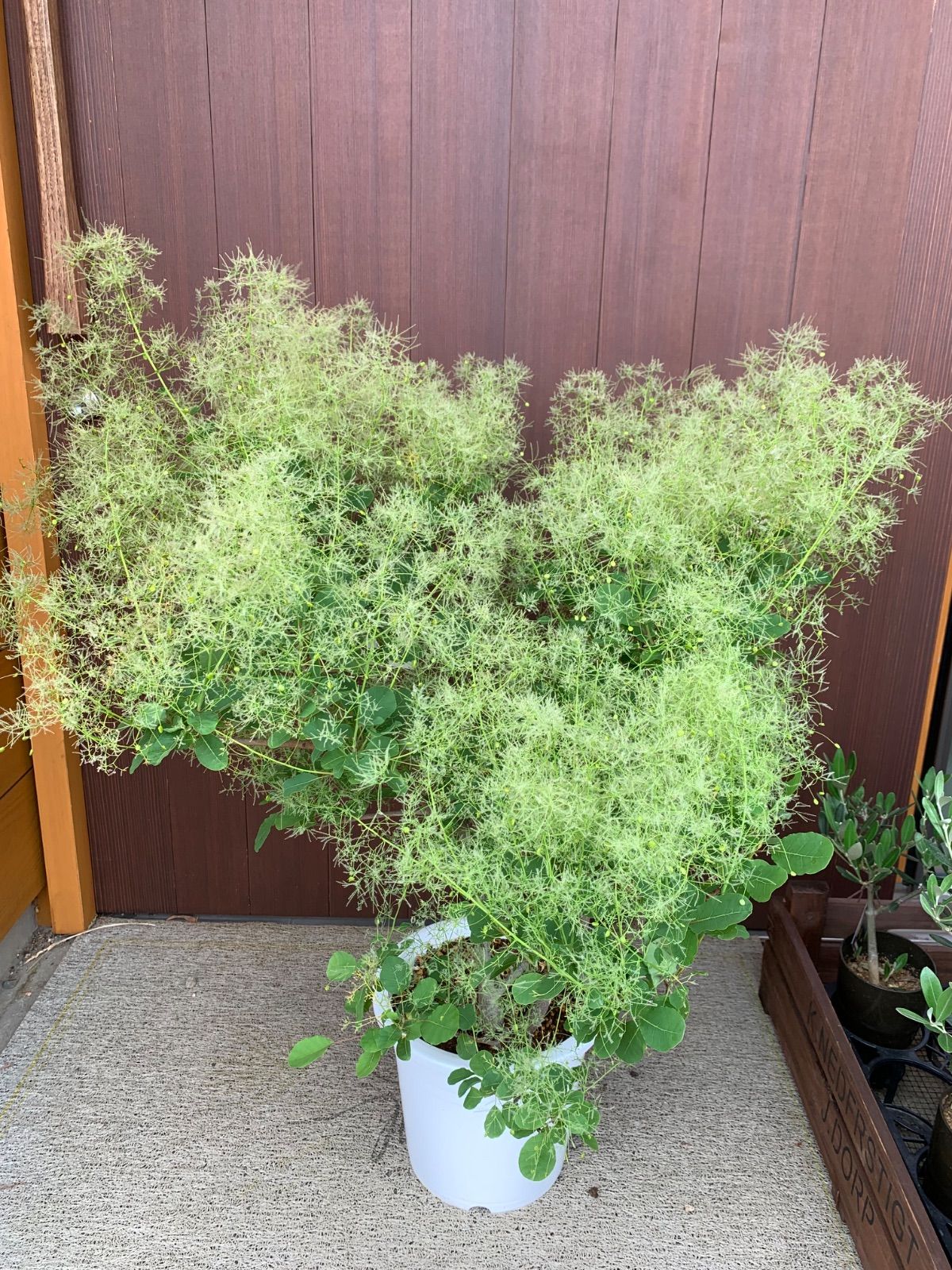 1鉢 高さ90㌢