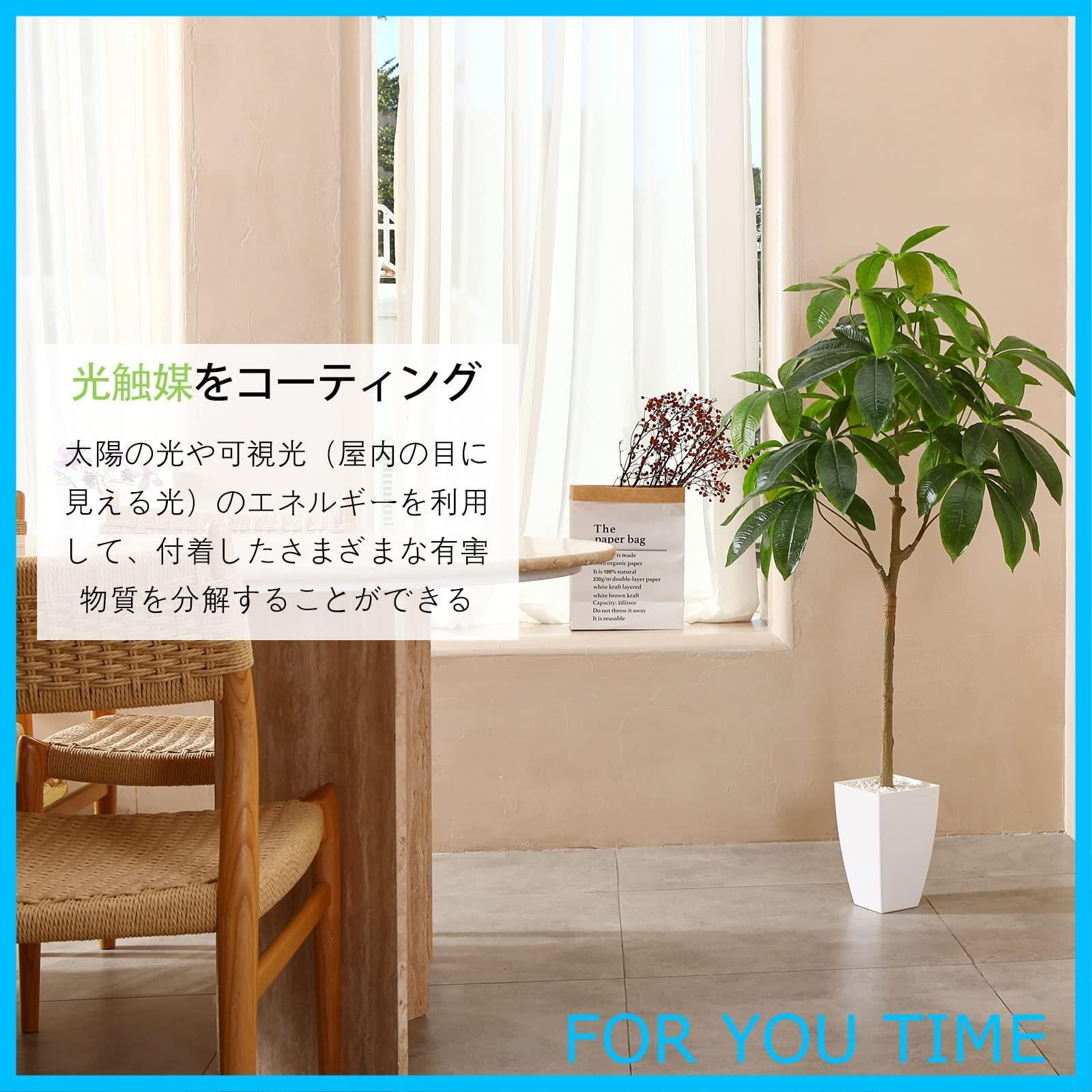 パキラ