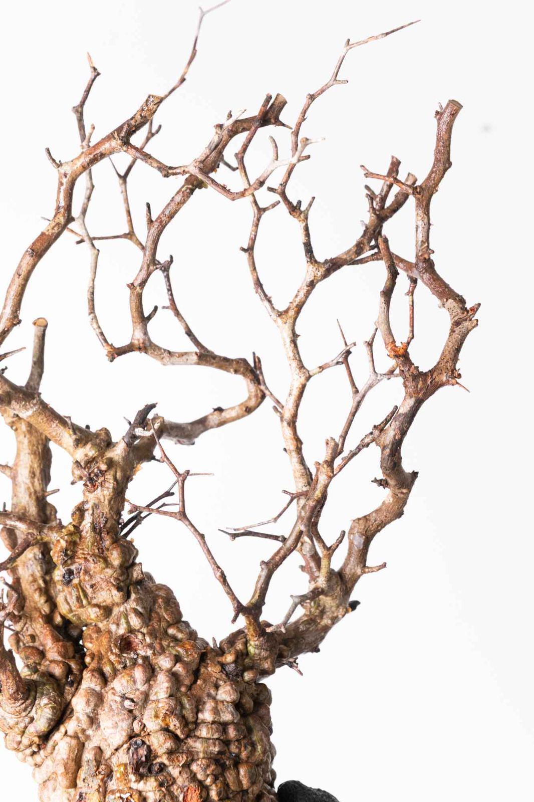 MP240 オペルクリカリア パキプス コーデックス ベアルート株 - メルカリ