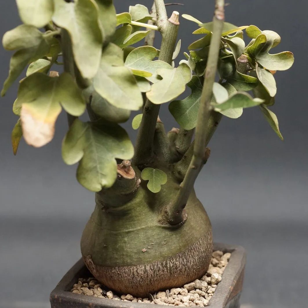 Adenia spinosa