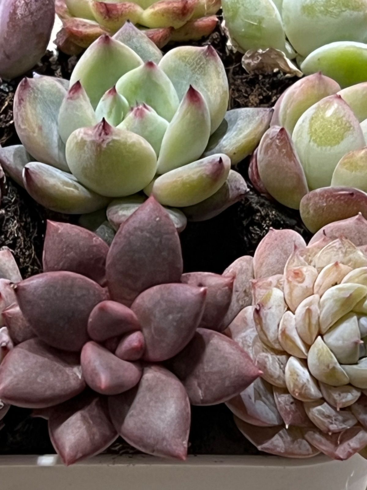 No.7 エケベリア 多肉植物 爪が可愛いピンクセット 韓国苗 輸入苗  