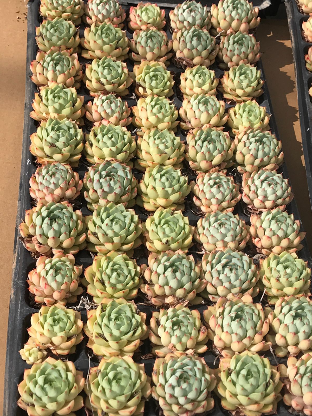 新入荷 緑の天使 E516-1×50苗セット 多肉植物 エケベリア 韓国苗 新入荷 緑の天使 E516-1×50苗セット 多肉植物 エケベリア 韓国苗