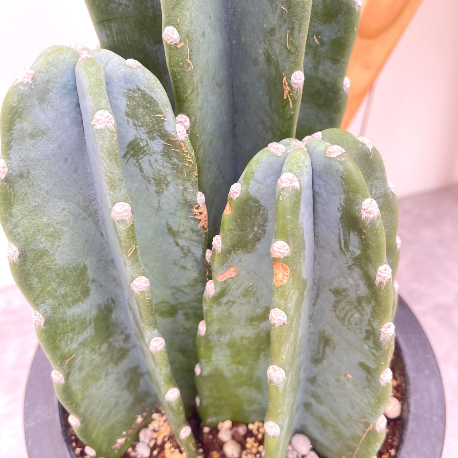 特別価格 柱サボテン 鬼面角 3頭発根 サボテンブランチ ドライガーデン