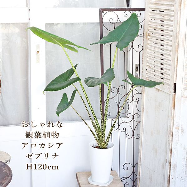 JS6）Panasonic パナソニック 全自動洗濯機 NA-F50B9 5.0kg 2016年式 