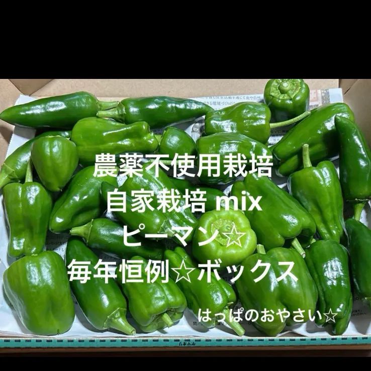 数量限定 農薬不使用栽培 自家栽培 野菜詰め合わせ ミックス