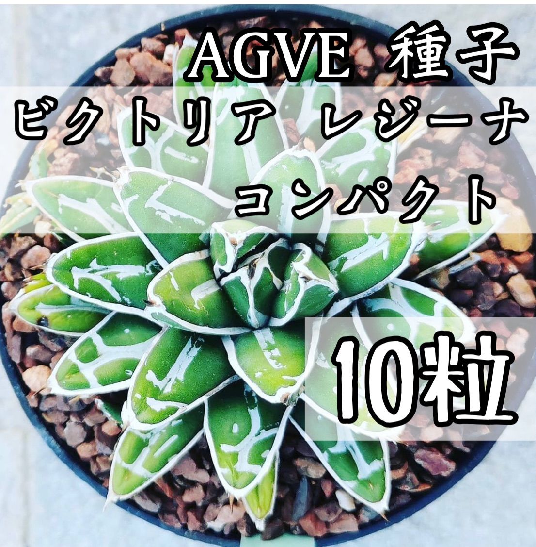 アガベ ビクトリア レジーナ コンパクト 種子10粒 - メルカリ