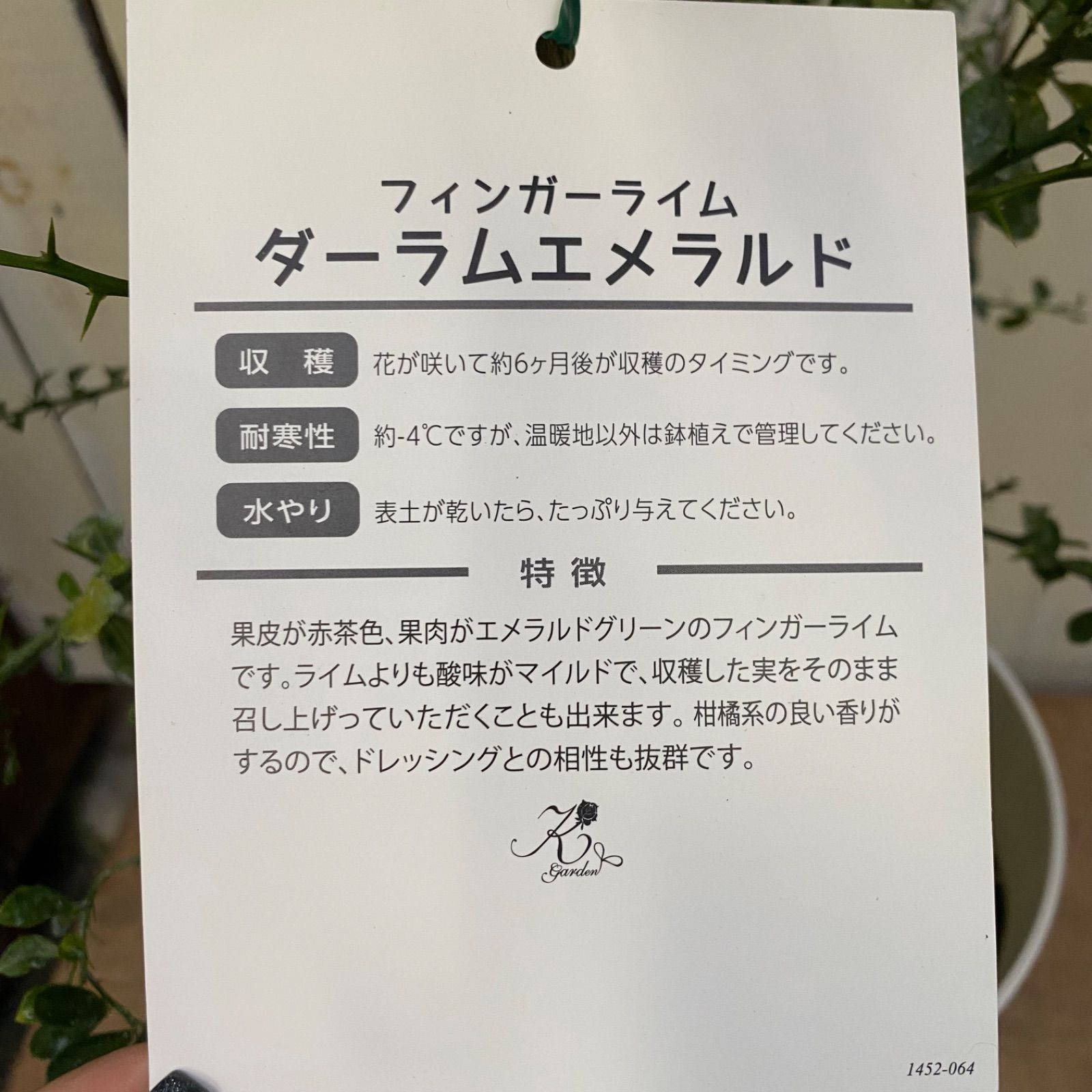 ダーラムエメラルド 実つき