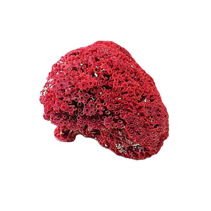 珊瑚礁 サンゴ礁 珊瑚 サンゴ パイプオルガン珊瑚 管珊瑚 赤珊瑚