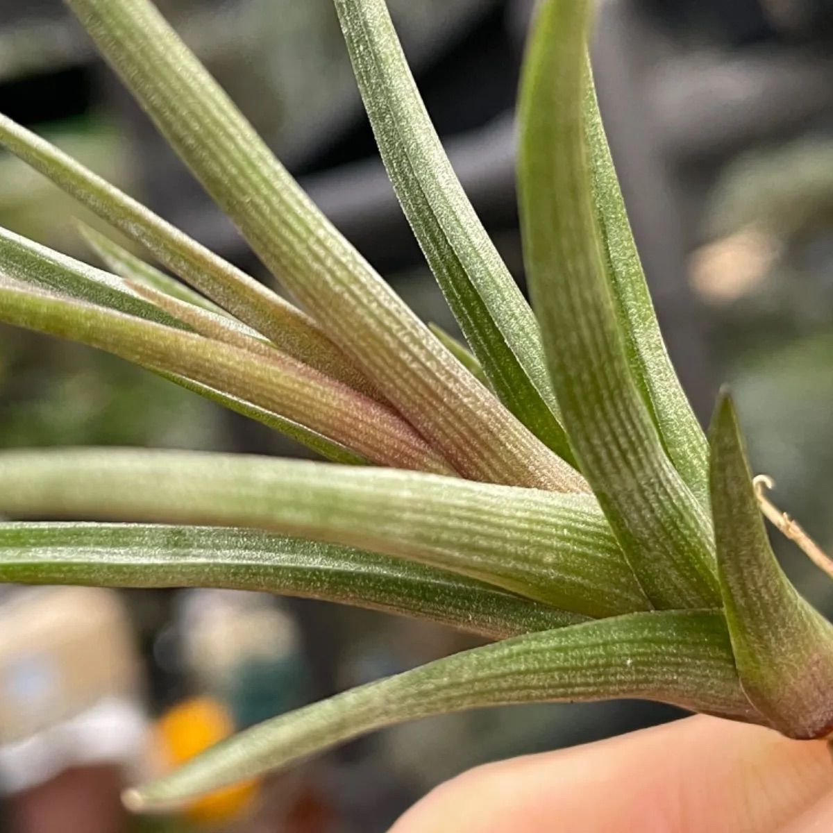 チランジア エリシー Tillandsia erici ＊エアプランツ＠フラワーショップ江口 - メルカリ