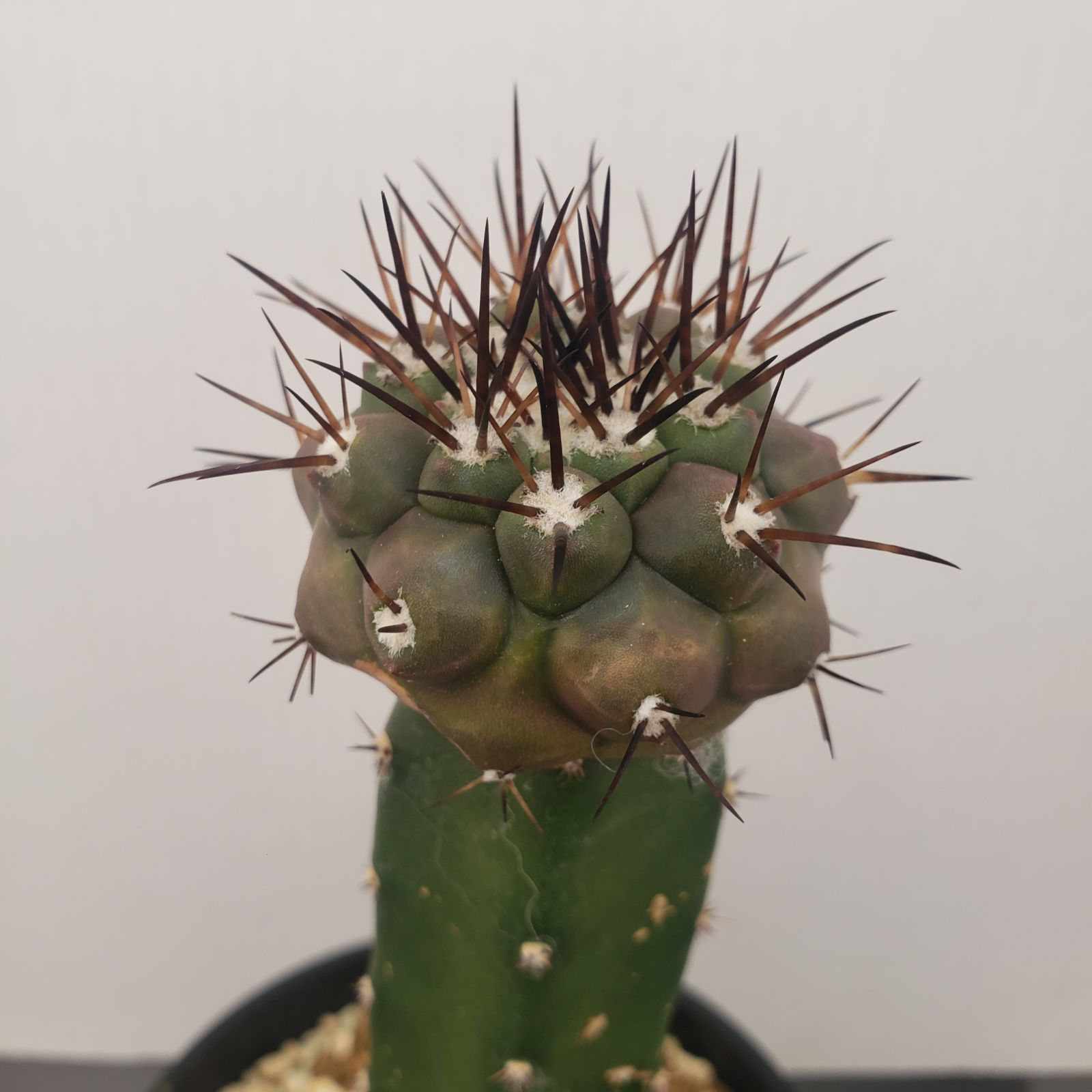 黒王丸 実生 鉢植えメルカリ便送料込み コピアポア シネレア 黒王丸 実生 サボテン - メルカリ