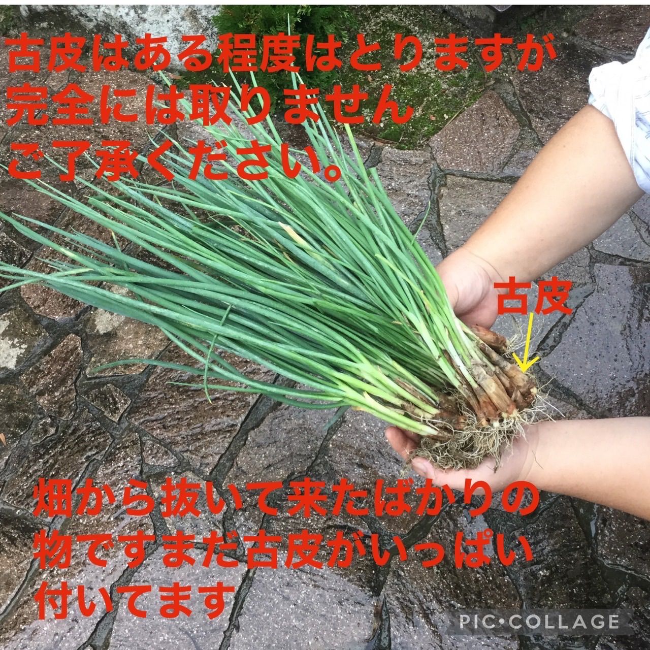 農薬不使用ネギ苗20本 - 野菜