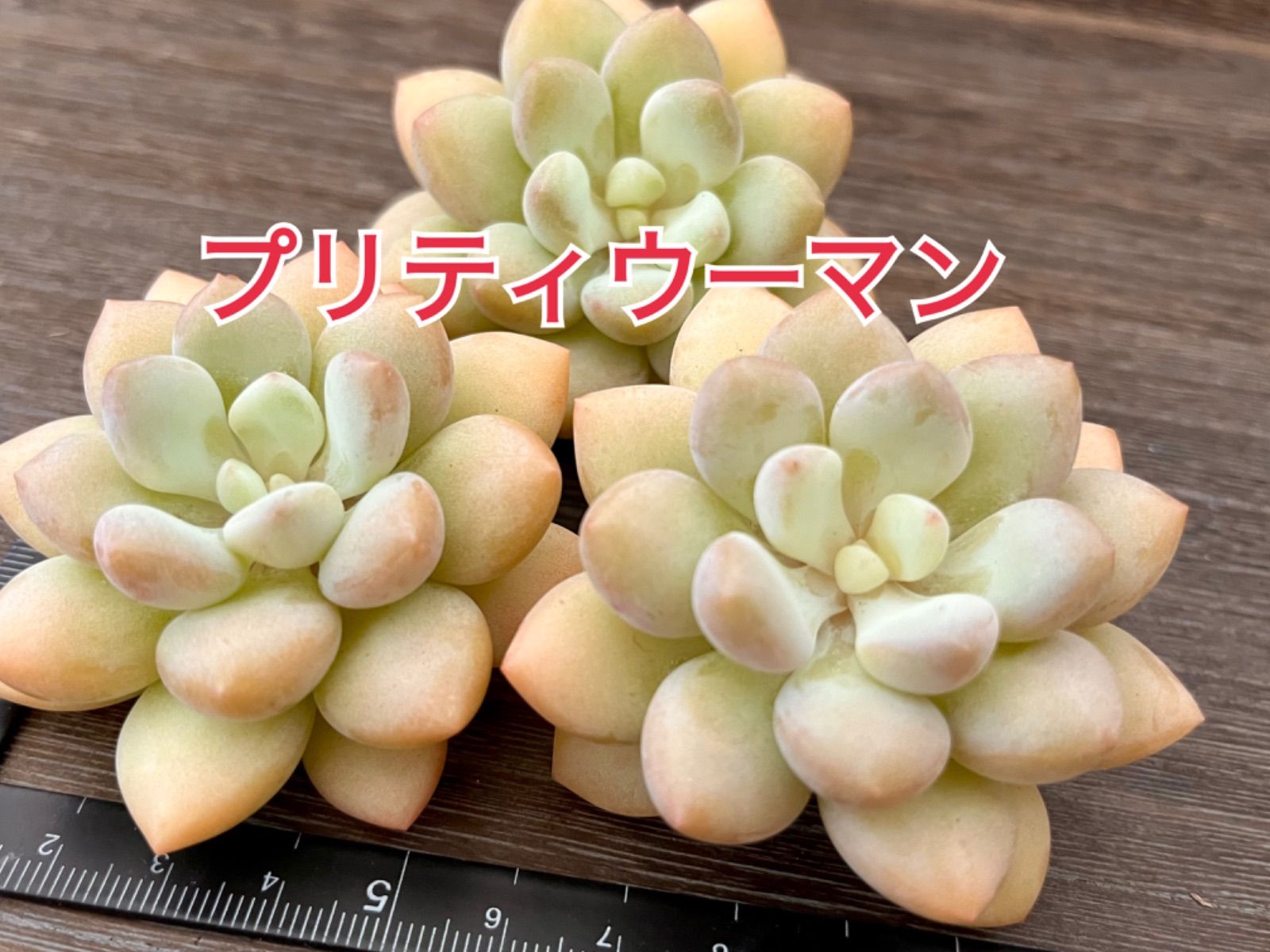 ☆多肉植物 プリティウーマン エケベリア 韓国苗☆ - メルカリ