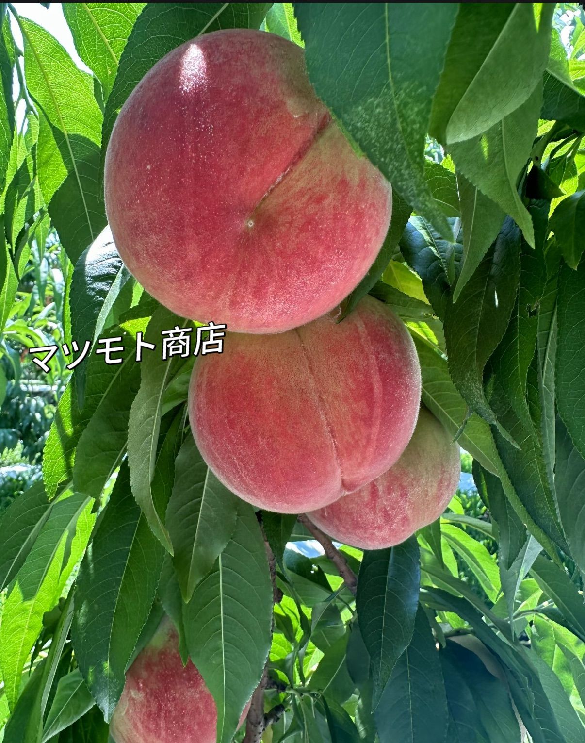 硬め品種！山梨県産桃 約1kg クール便 - メルカリ