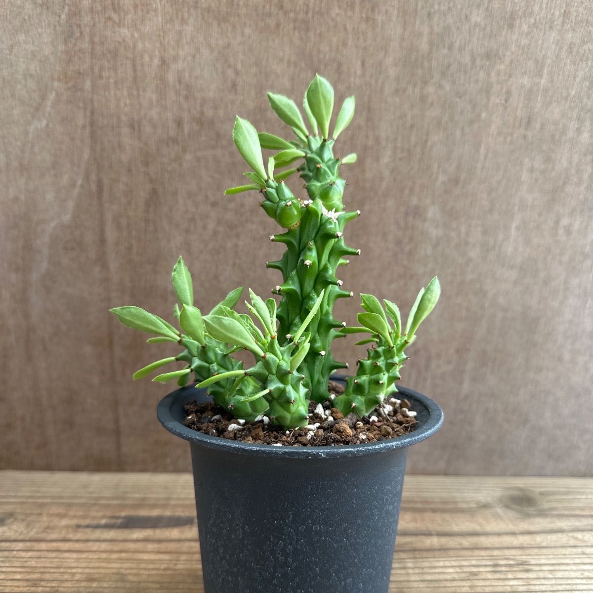 希少 モナデニウム モンタナム 塊根 コーデックス 珍種 希少 モナデニウム モンタナム 塊根 コーデックス 珍種