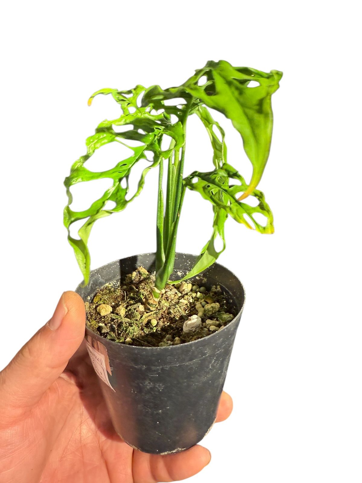 アニメ系CD 懐かしのミュージッククリップ34 パタリロ!