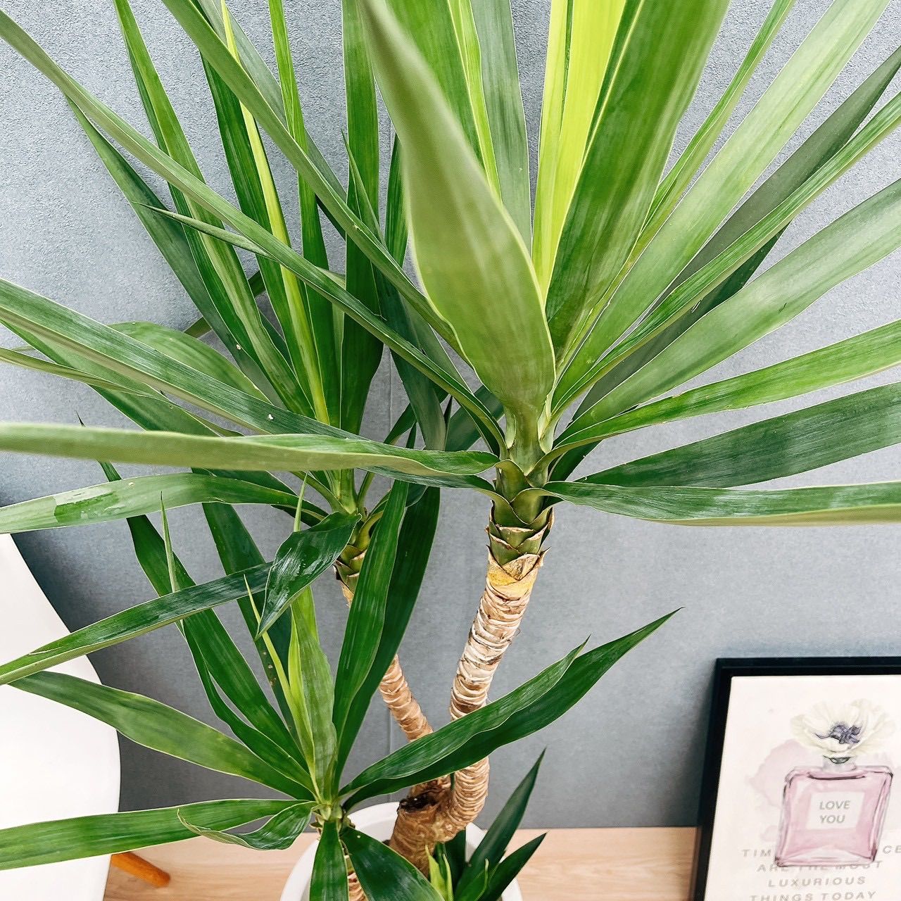 ユッカ マルデヌベスロストラータ 発根済み ユッカ マルデヌベス ver