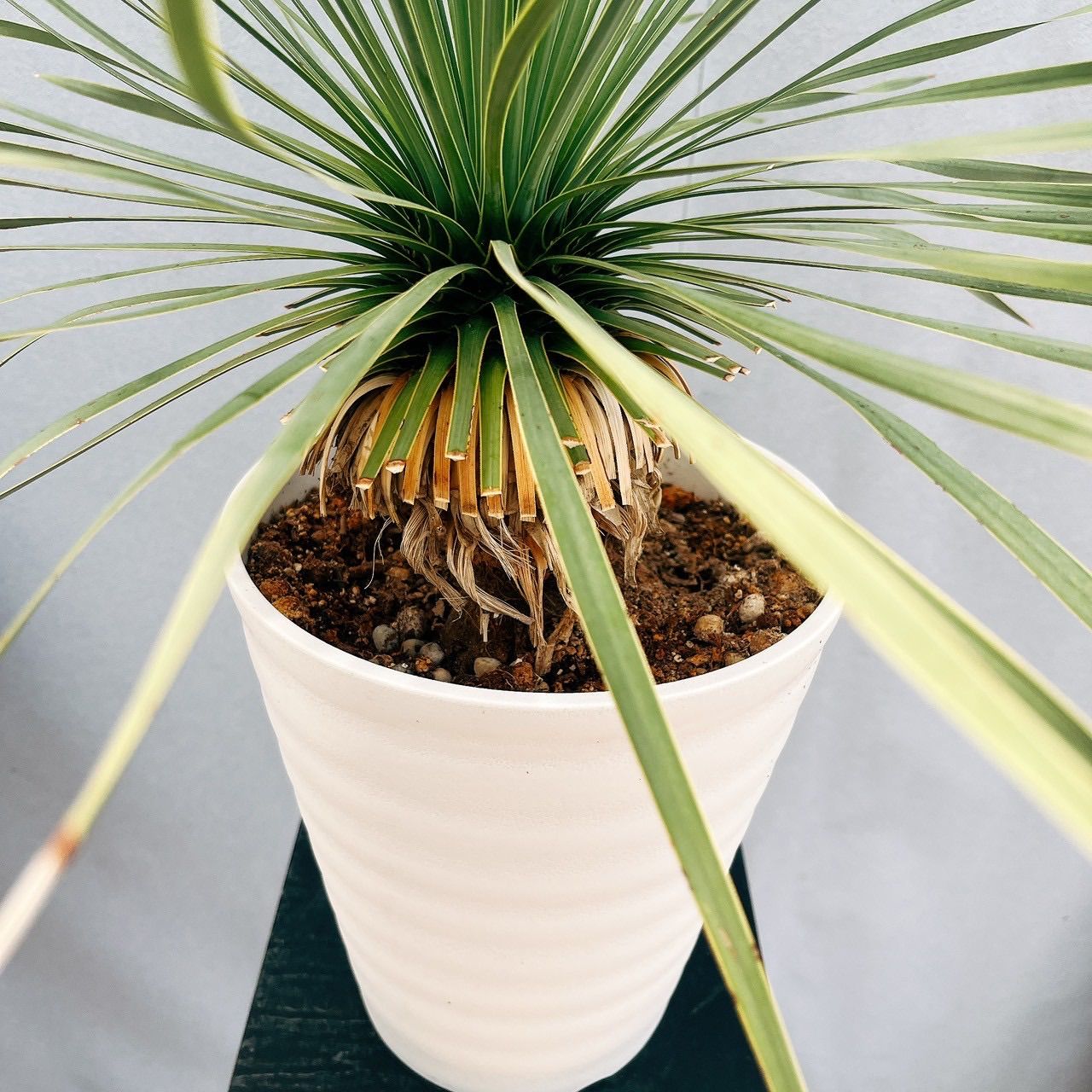 30番 ユッカ ロストラータ サファイアスカイズ 7号 屋外 ユッカ