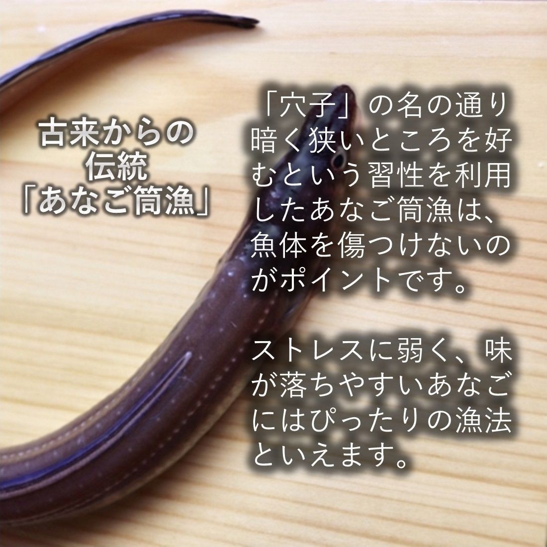 三陸産 あなご 500g  国産 大きさと脂のりが別格 蒲焼 白焼き 天ぷら等々