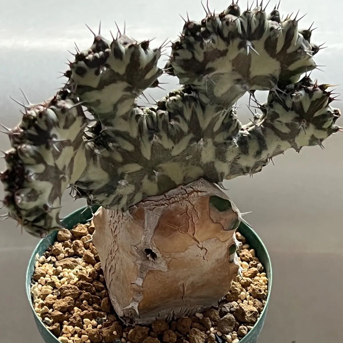 超希少 優木園さん苗 ザラゴーサSPノバ 札付き 子株付き 多肉植物