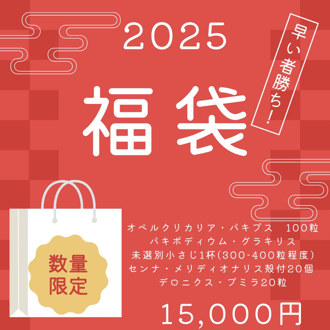 種子福袋2025 | パキポディウム グラキリス オペルクリカリア パキプス センナ メリディオナリス デロニクス プミラ