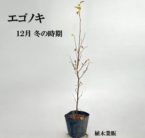 40本セット エゴノキ樹高0.5m前後10.5cmポット