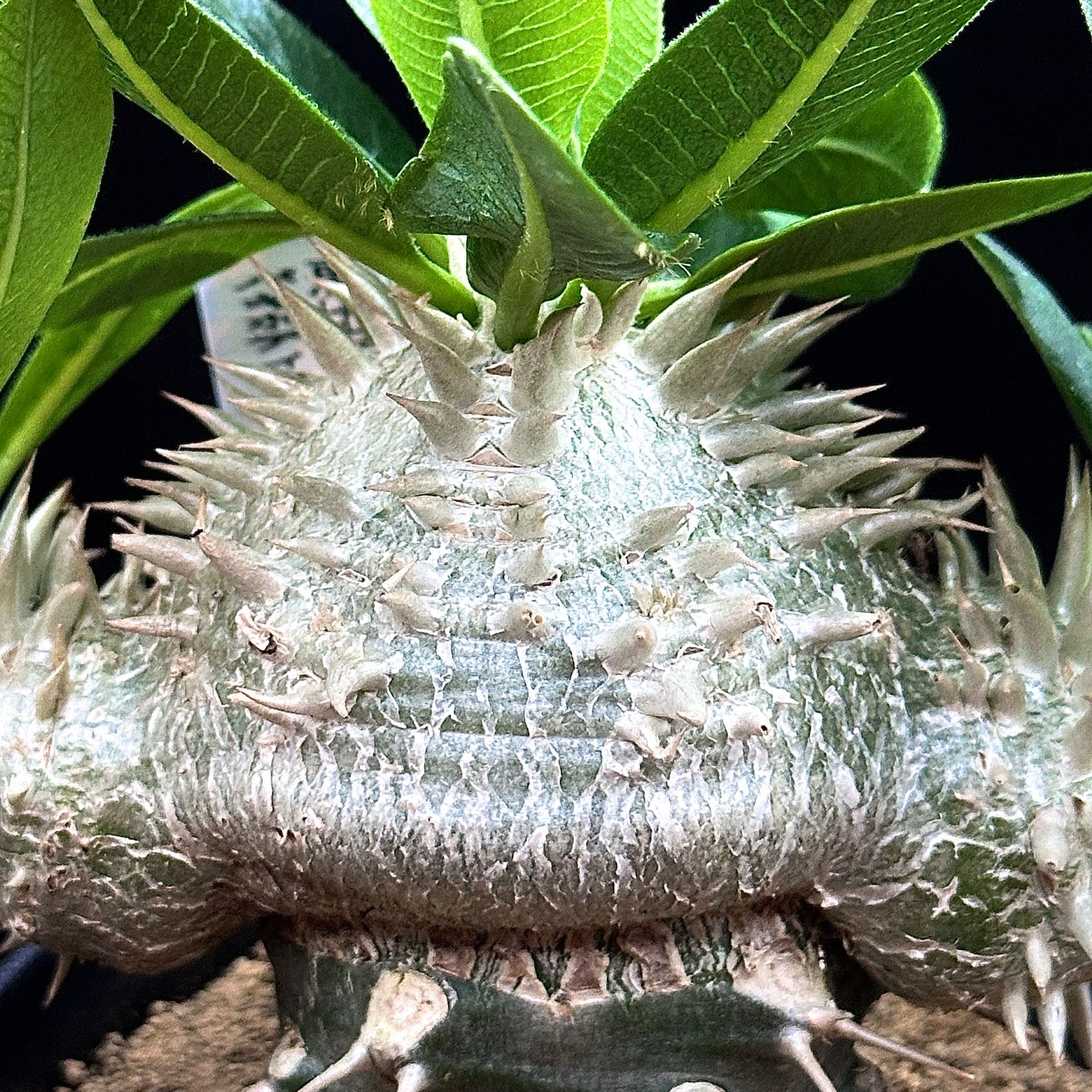 3.5号】パキポディウム 白花恵比寿笑い レウコキサンツム ラメリー接ぎ