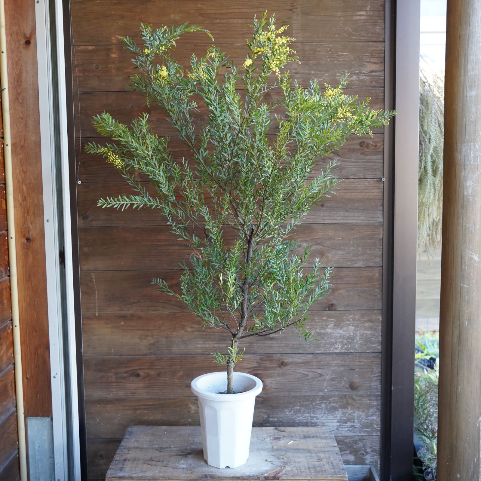 美形。アカシアフロリバンダ1.9M(鉢底から)品番C ミモザ アカシア