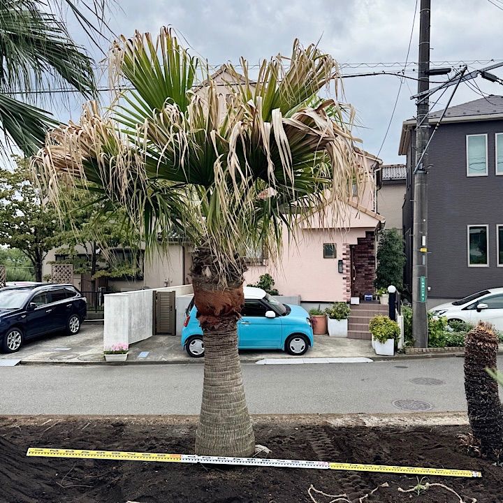 ビロウヤシ　2株入り　ボリューム大　新芽続々　高さ約100cm(現物) ビロウヤシ - メルカリ