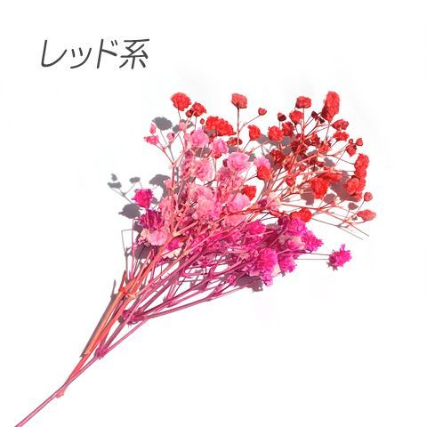 ドライフラワー カスミソウ かすみ草 色別 アソート レジン 封入