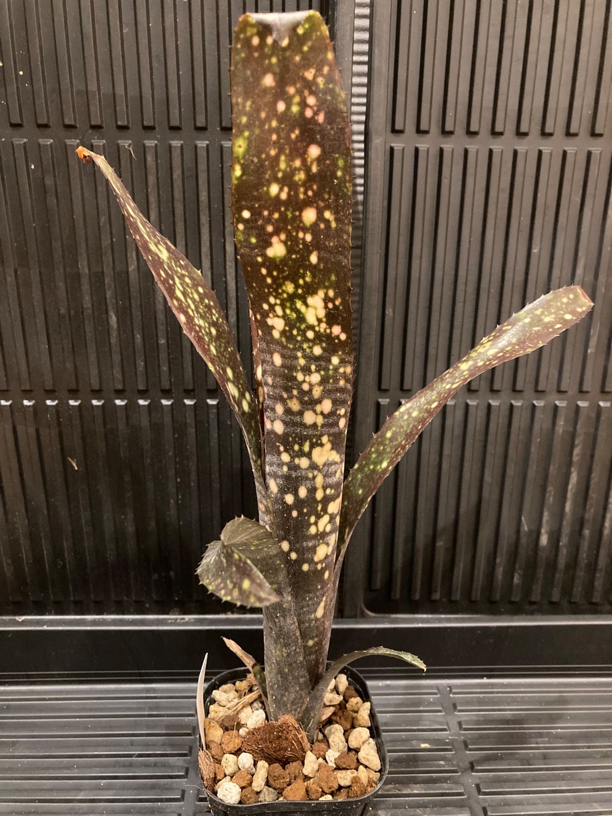 ビルベルギア Billbergia Black Pearl 【公式通販】