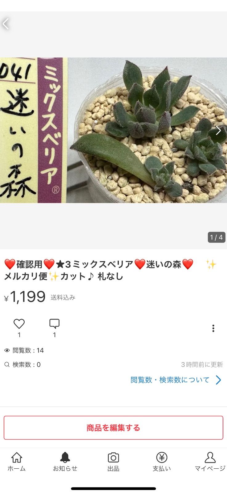 ☆5✨メルカリ便✨多肉植物❤️シュークリーム❤️ カット札なし