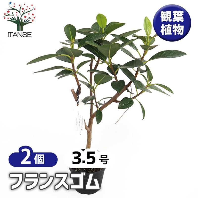 ITANSE フランスゴム フィカス ルビギノーサ 3.5号 2個セット 観葉植物 学名 Ficus rubiginosa タイプ クワ科 光沢のある濃い緑色の小ぶりな丸い葉が特徴 一般的なゴムの木よりも葉が小さく幹はしなやかで落ち着いた色合