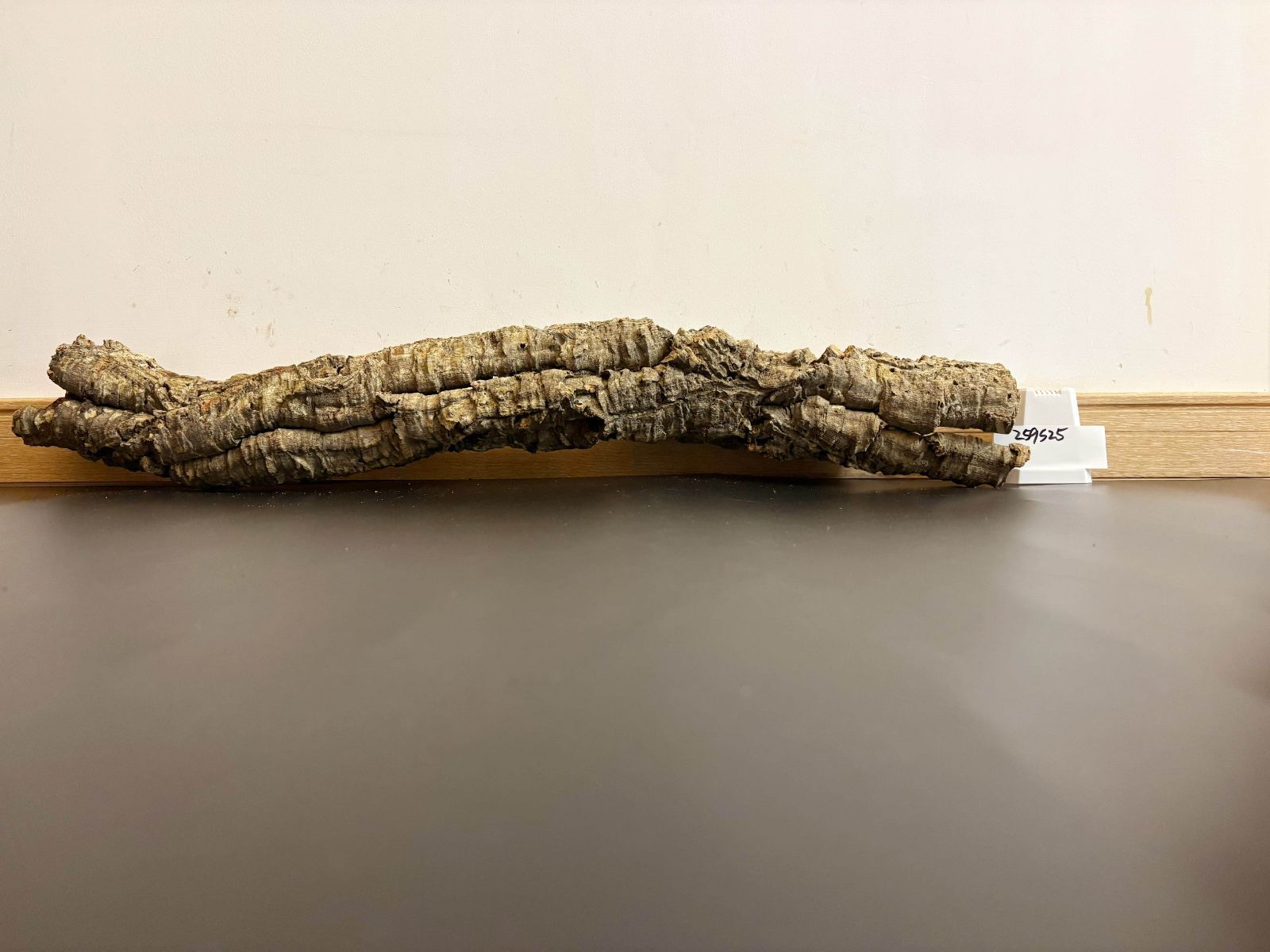 ポルトガル産 キャノンコルク