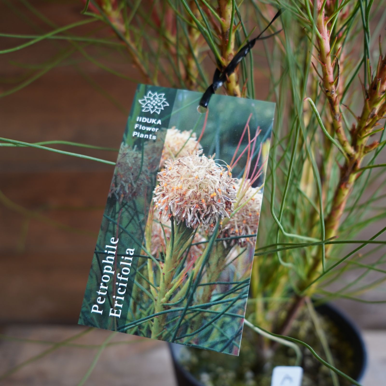 ペトロフィル ”エリシフォリア” C オージープランツ オンライン 現物