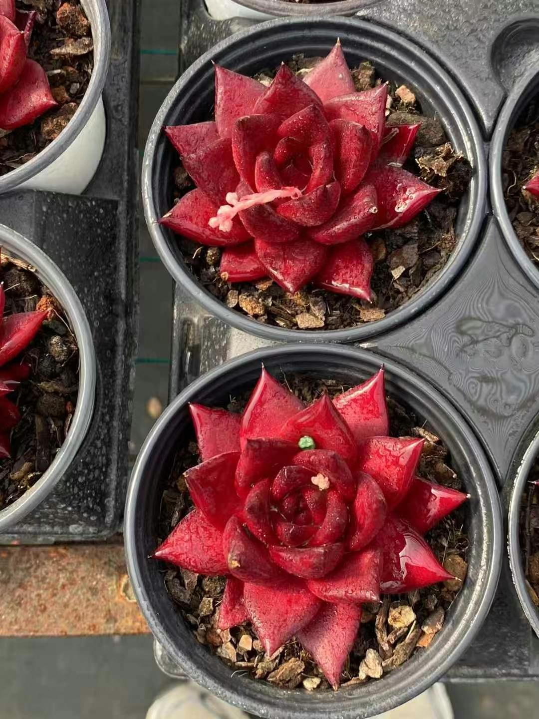 抜き苗 ビンビン XJB425×50株 ふっくら 多肉植物 エケベリア サボテン