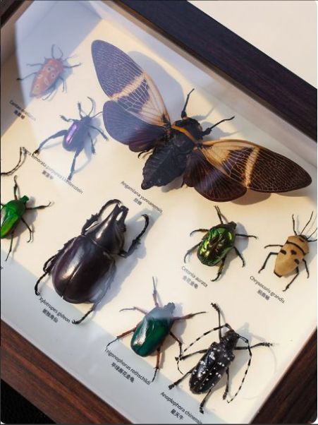 ギフトに最適。 真の昆虫の組み合わせの標本の装飾の絵の置物の教育科学普及の子供の置物のプレゼントの10種類の昆虫の展示枠です