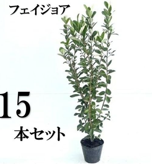 15本セット フェイジョア樹高0.8m前後15cmポット