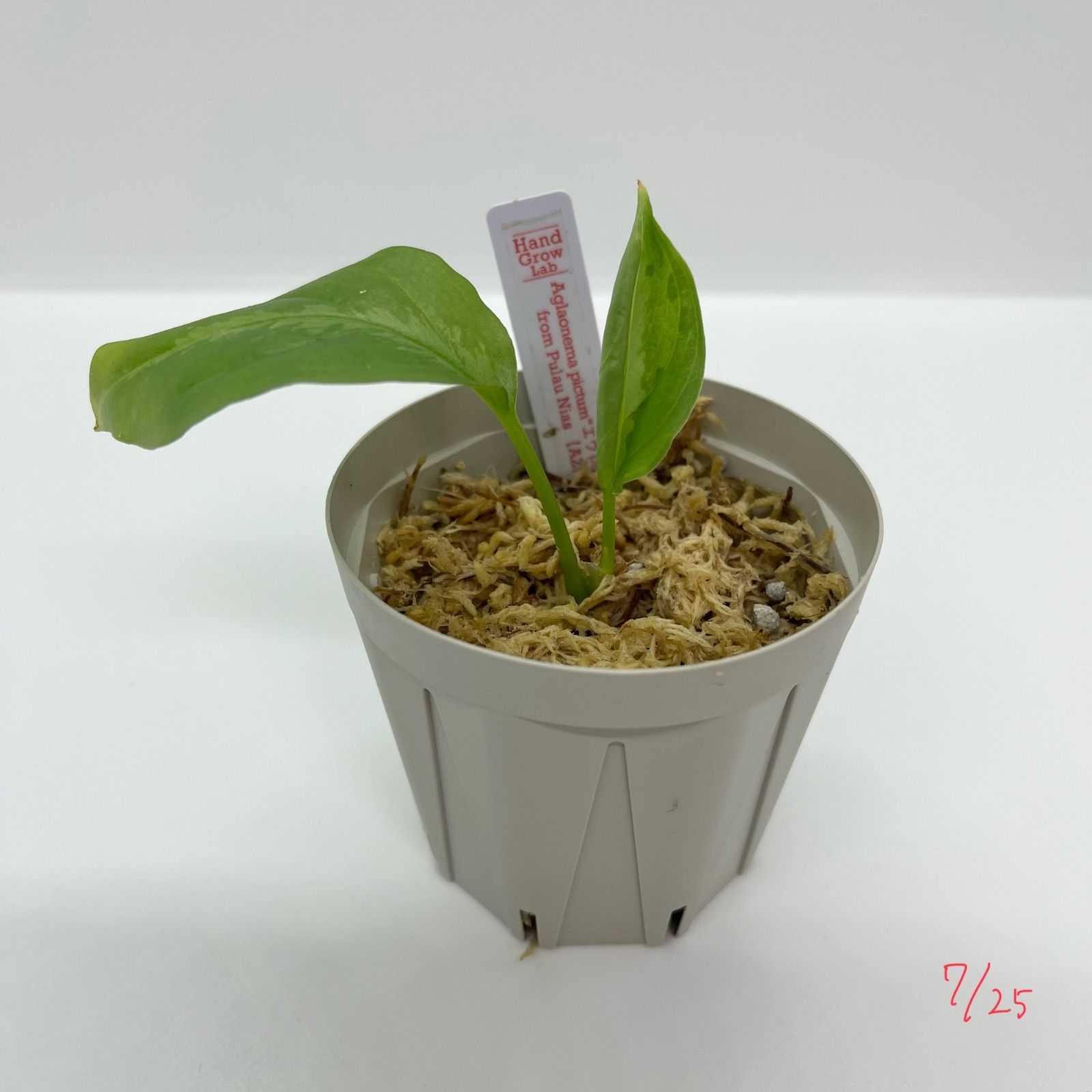 アグラオネマ ピクタム ”エウレカ” Aglaonema pictum AZ便(観葉植物)｜売買されたオークション情報、yahooの商品情報をアーカイブ公開  - オークファン（aucfan.com） dsaprojetos.store | dsaprojetos.store